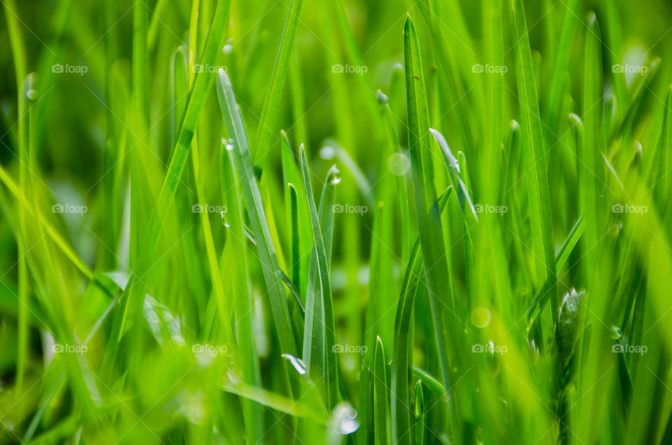 Close-up of green grass