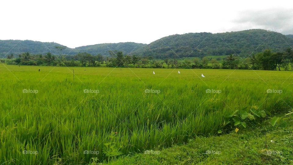 Field on Kulonprogo