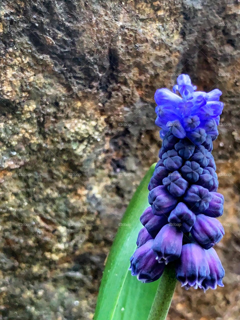 Grape hyacinth with rock background 