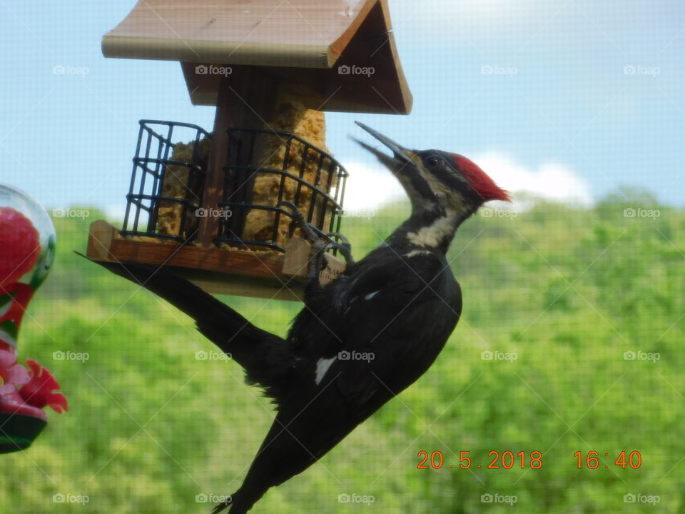 Female Pileated Woodpecker 