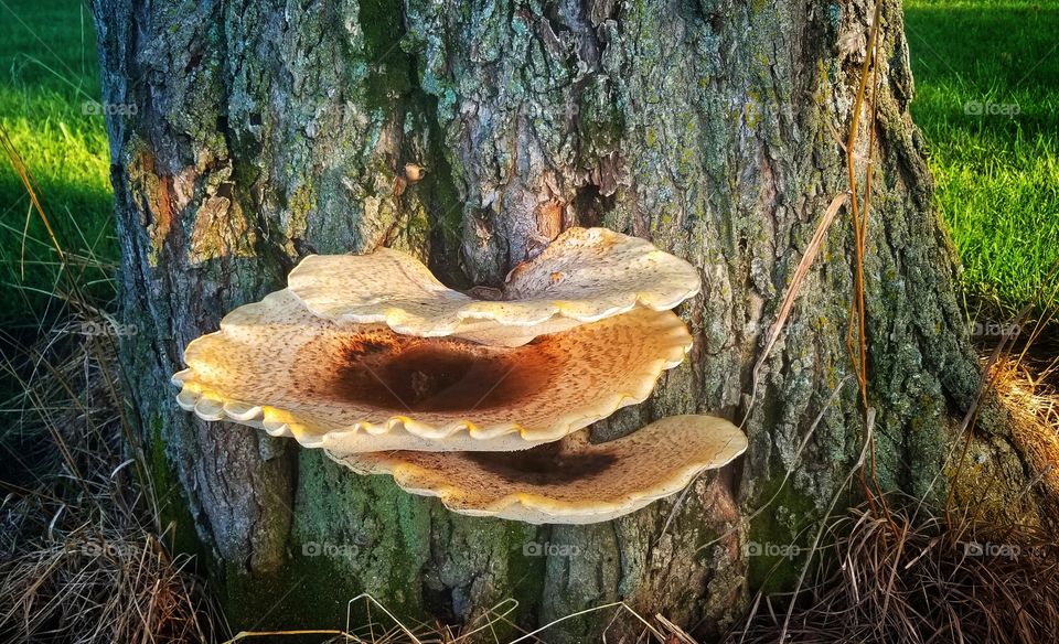 Dryad's Saddle