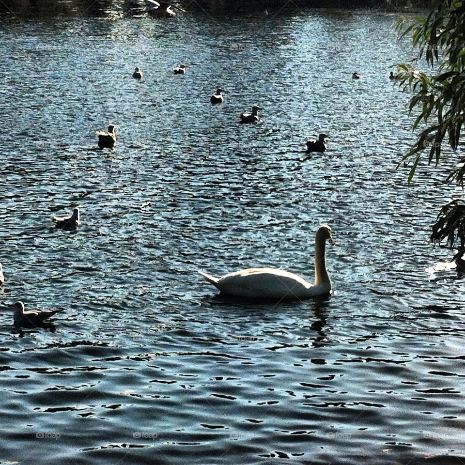 Swimming swan
