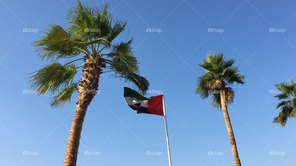 UAE flag in between palms 
