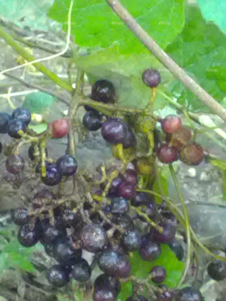 A bunch of wild grapes roaming in the forest, which is delicious sweet-sour in the food.