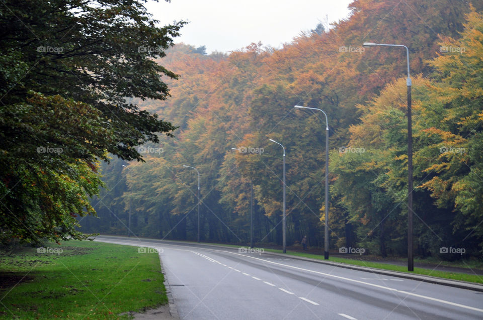 Road along the autumn trees