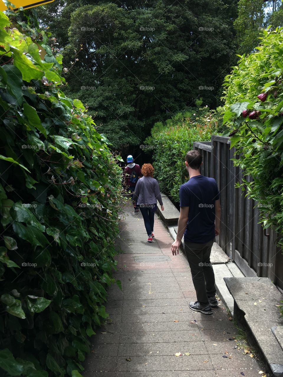 Ivy lined walkway down a hill 