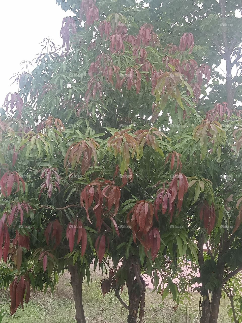 ravarma   Mango tree, Green and Pink, Young shoots