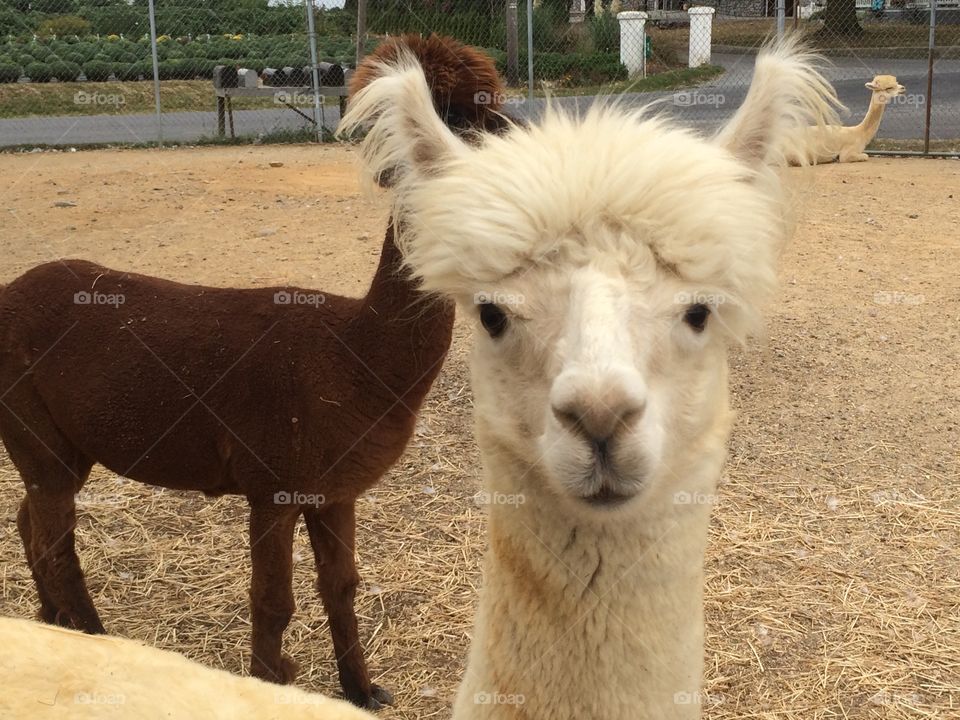 Fluffy hair llama 