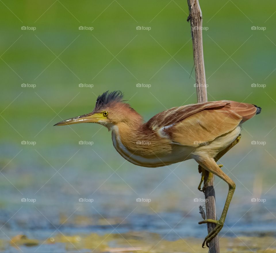 Yellow Bittern