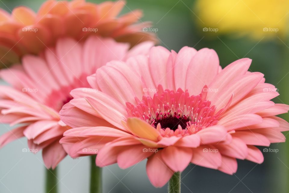 So sweet colorful flowers