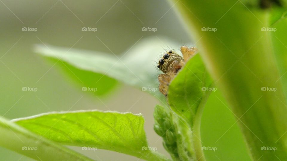 jumper spider