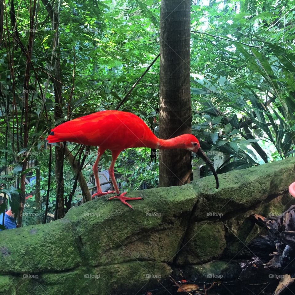 A nosy red ibis.