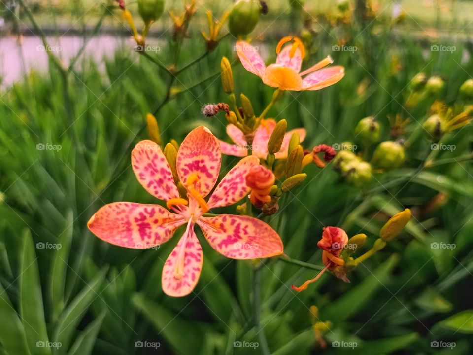 beautiful flower