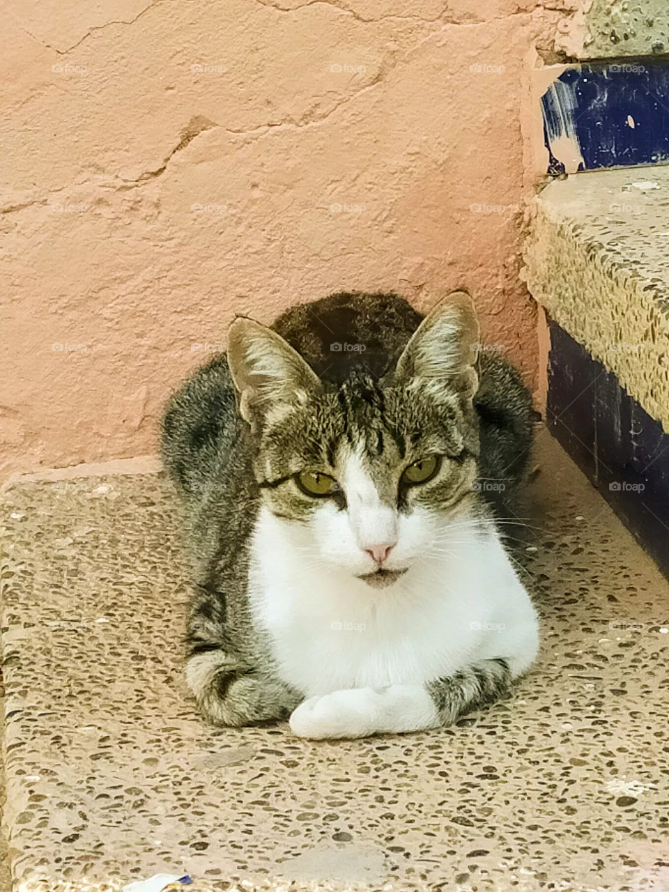 the cat is looking at what I am doing 😀😀 hh It can't move as if he told me to take ur time ..