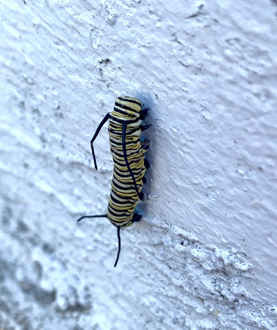 Such a beautiful caterpillar! The colors on him are amazing, the yellow really stands out.
