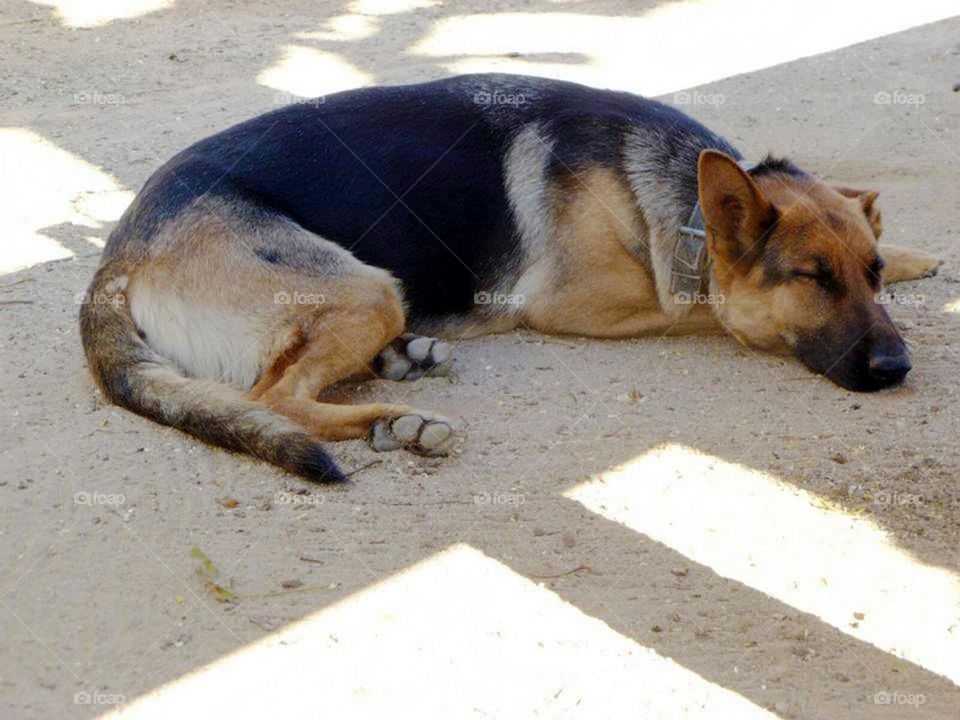 descansando en el terreno de su dueña, una casa de campo donde vigila  tranquilamente que todo este en su sitio
