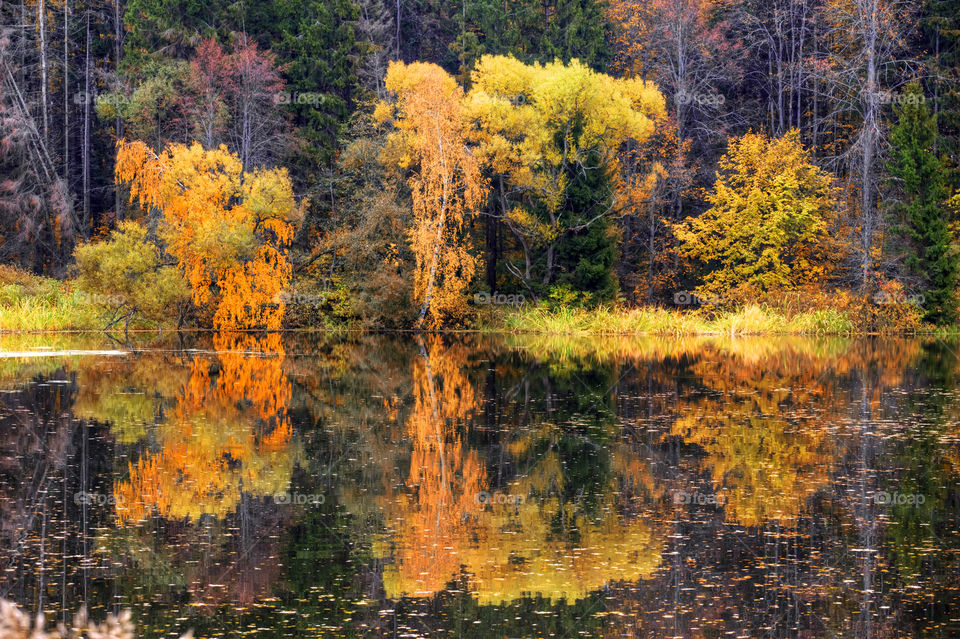 Autumn landscape with pond