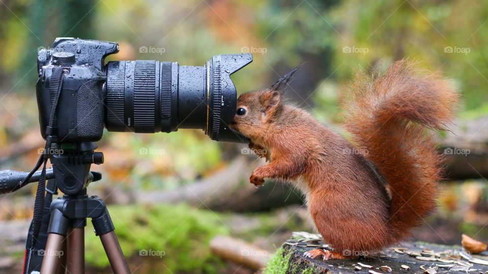 What's inside the lens, red squirrel checking the camera.