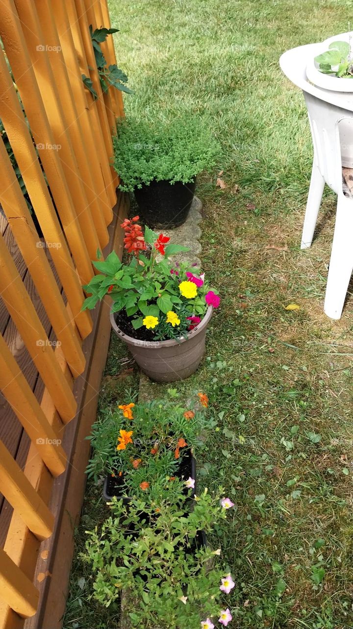 lone basket of flowers