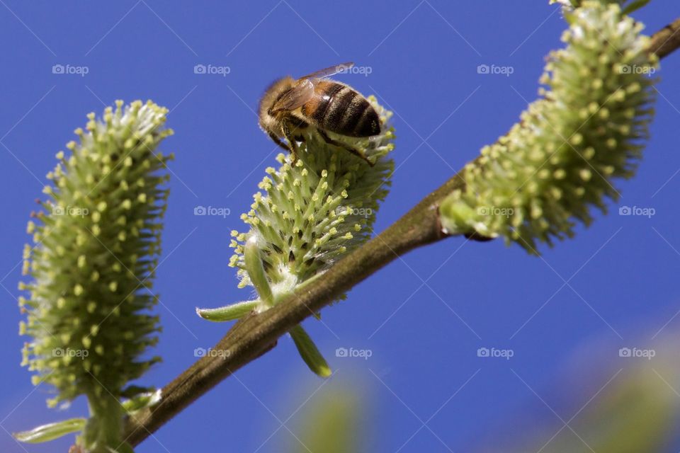 Bee On The Tree