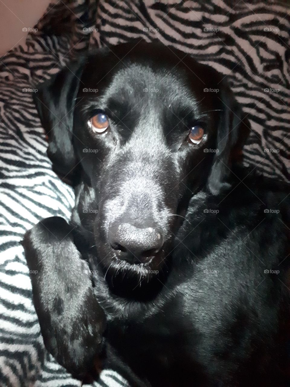 Beautiful black labrador, my dog