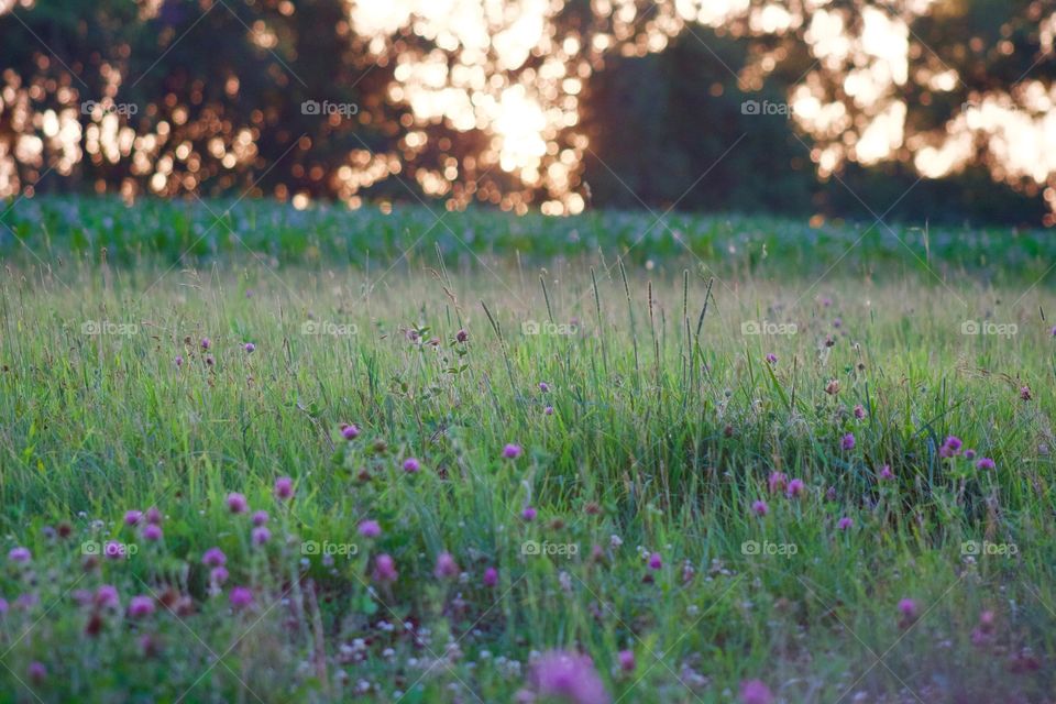 A field of red clover at the edge of a cornfield, a blurred, backlit, tree line in the background  at golden hour 