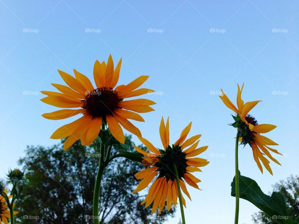 Sunflowers