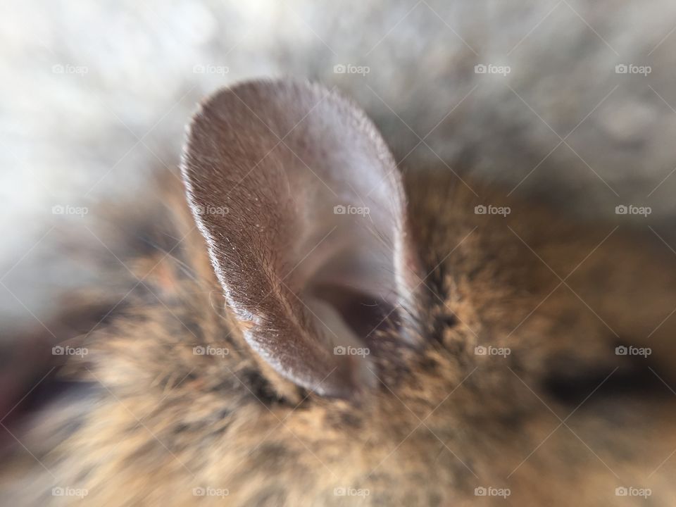 Macro mouse ear