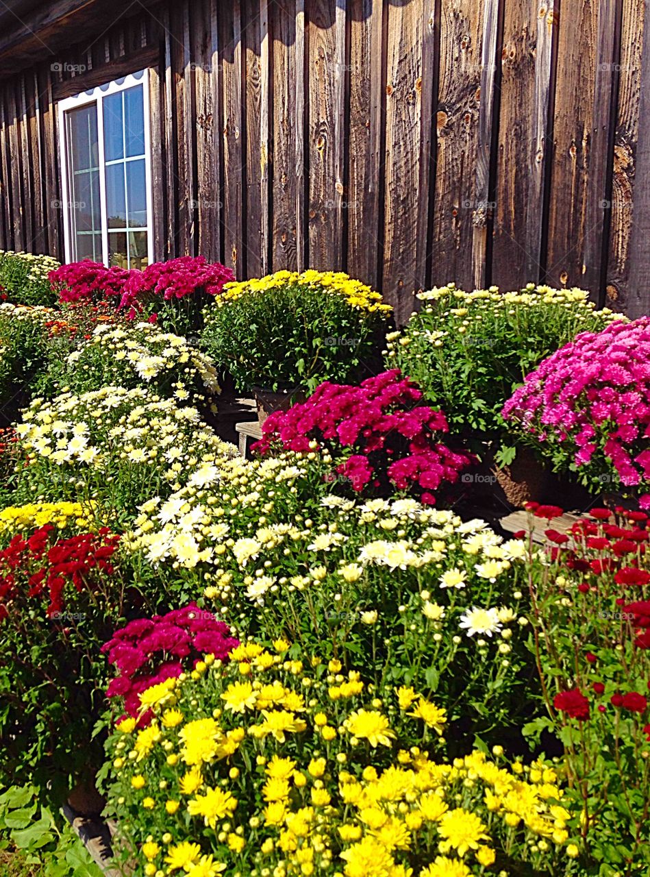 Colorful mums . The colors are so cheery!