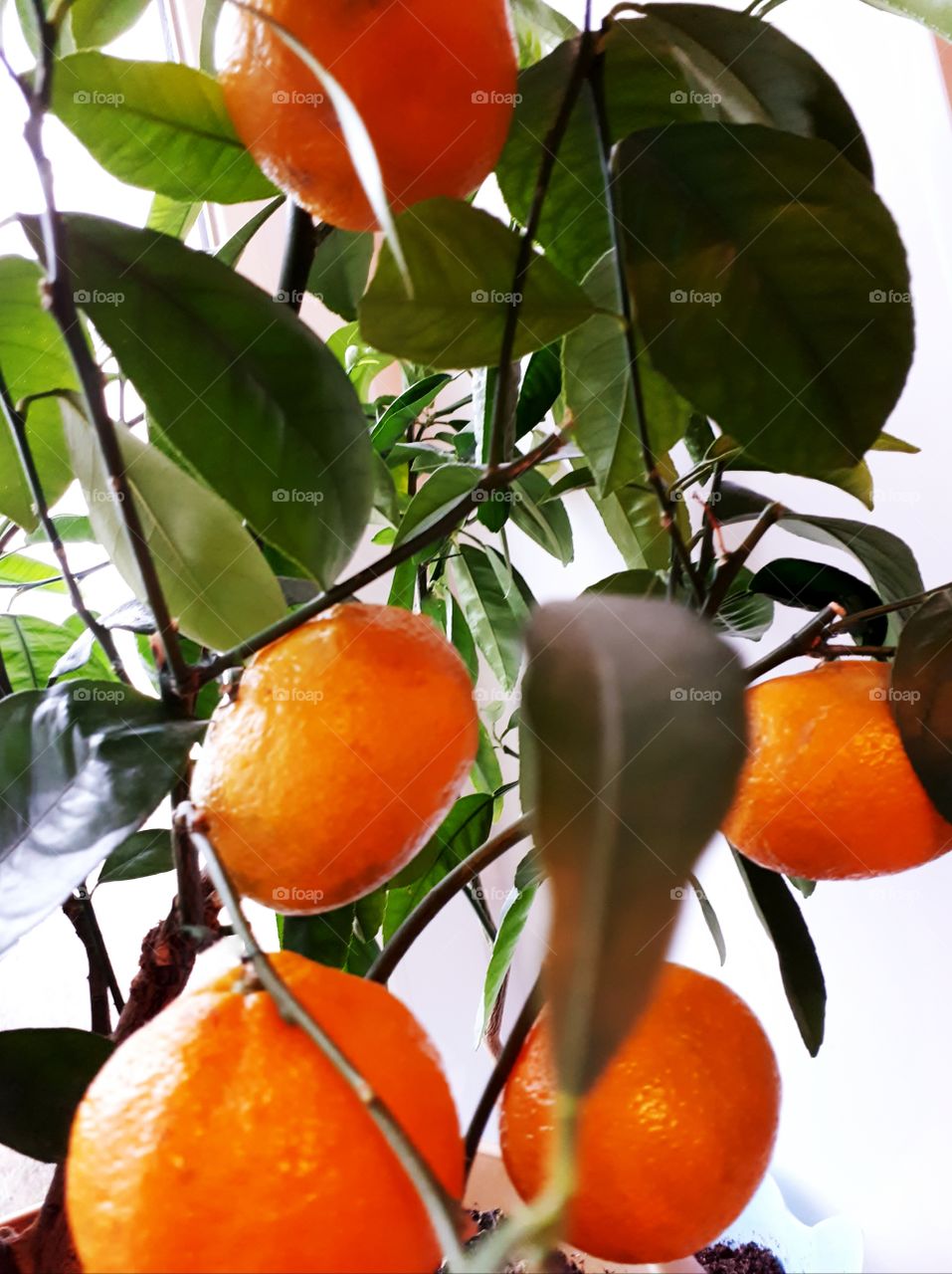 Indoor mandarin