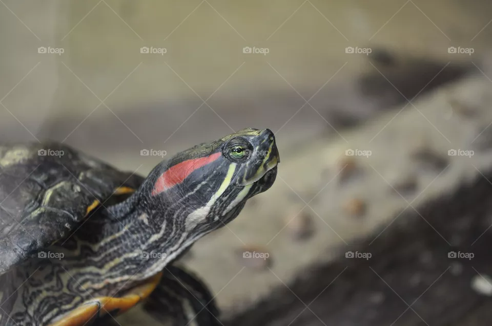 Tortoise