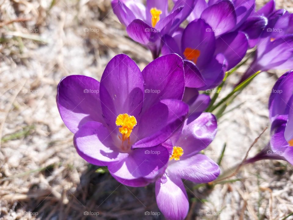 Crocus