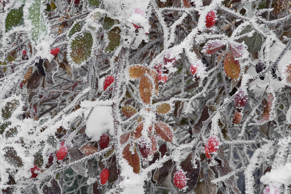 branch of red berries covered with ice and snow