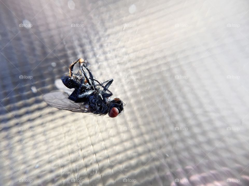 Dead fly on a glass table