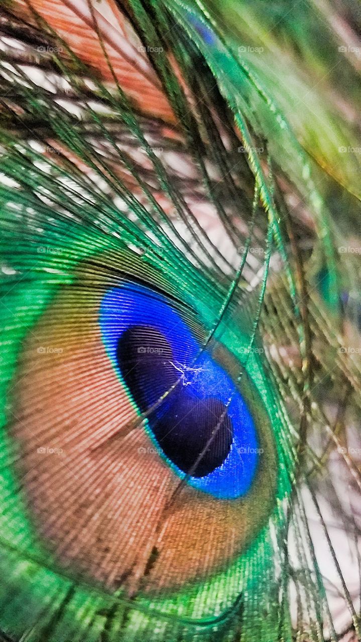 eye of the peacock