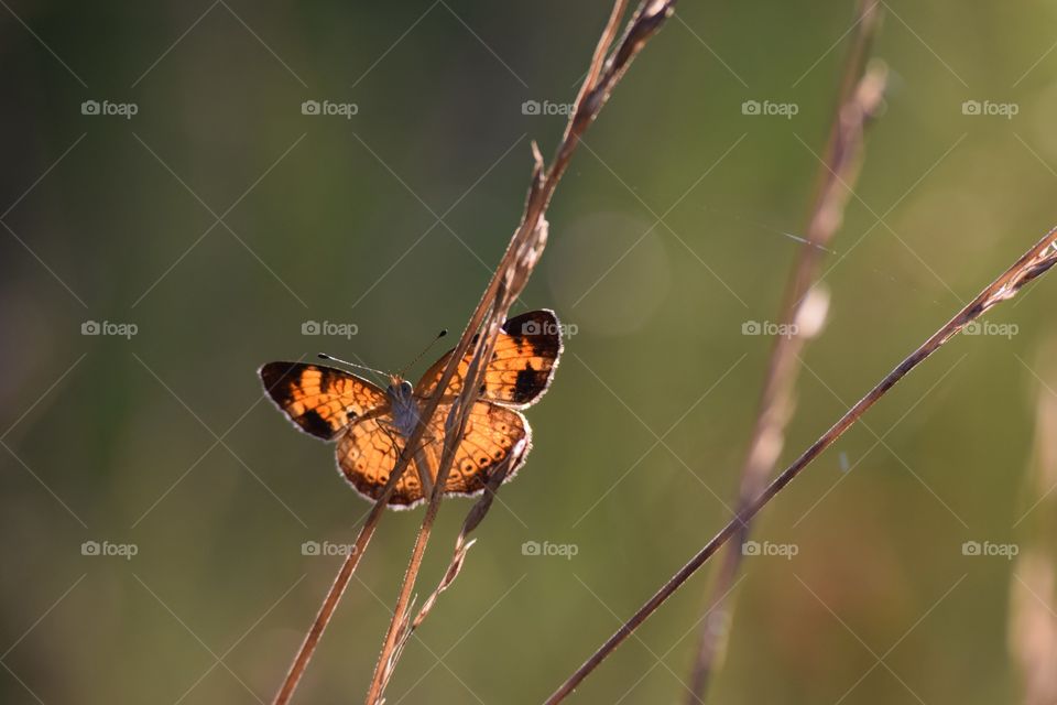 Close-up of a butterfly