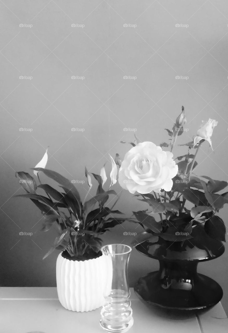 Black and white shot of two different vintage vases and plant pot, two of which filled with a white peace lily and garden roses