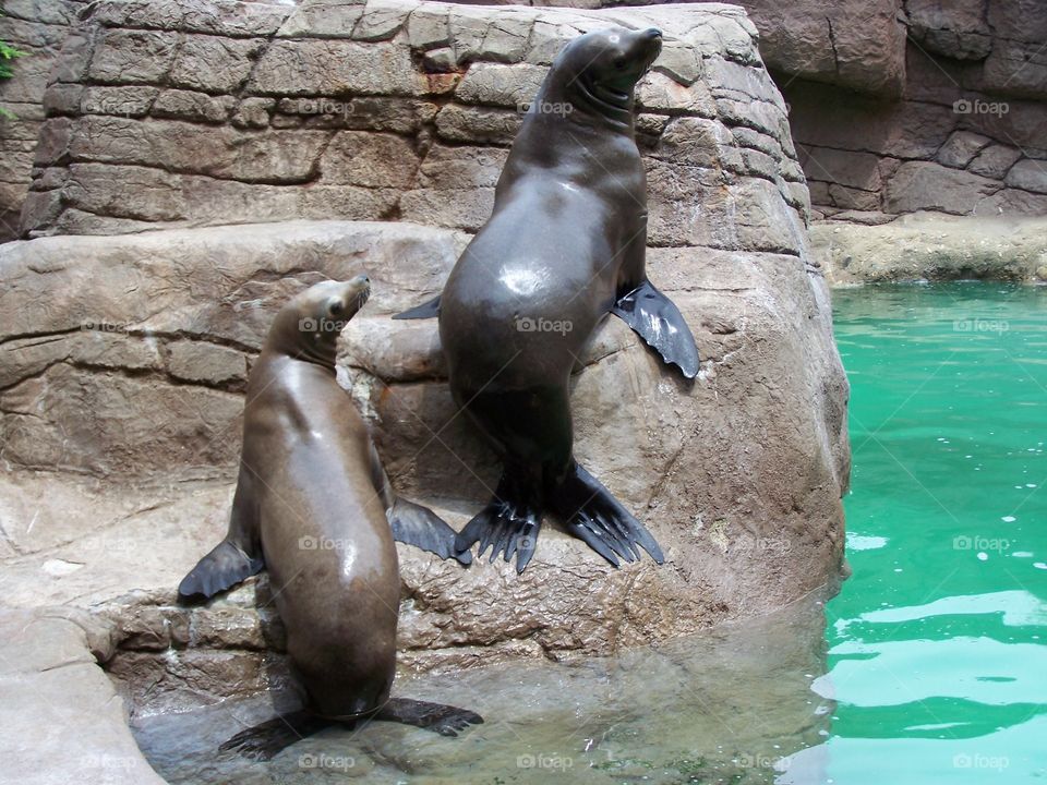 Sea Lions or Seals? . A playful pair at the zoo.