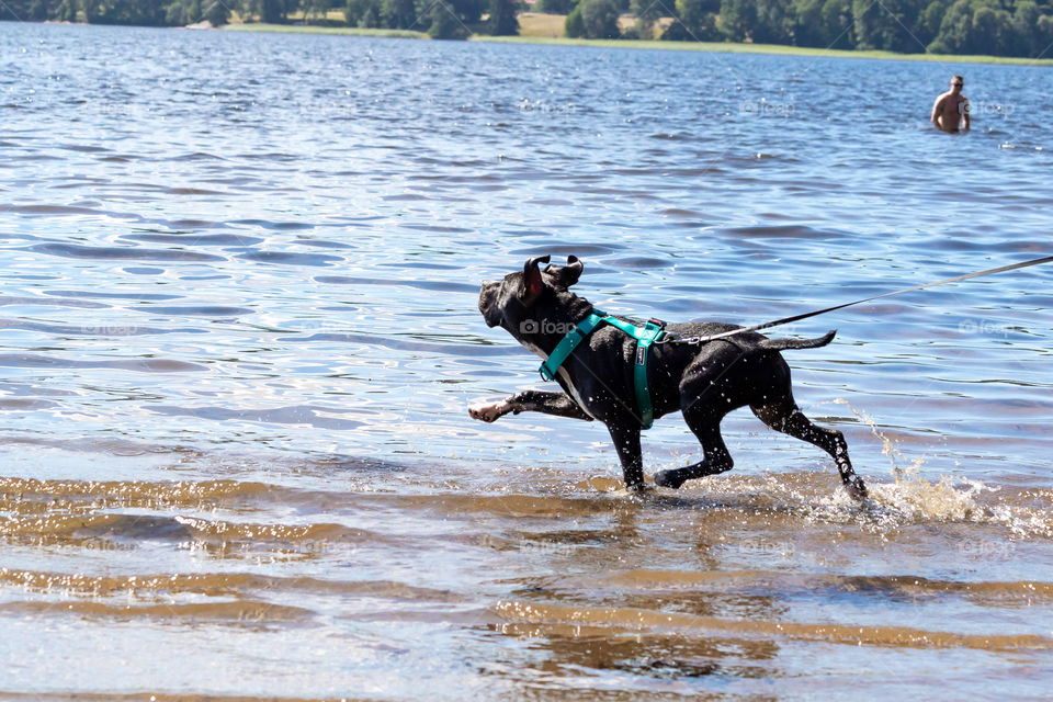 Happy dog playing in shallow lake water 