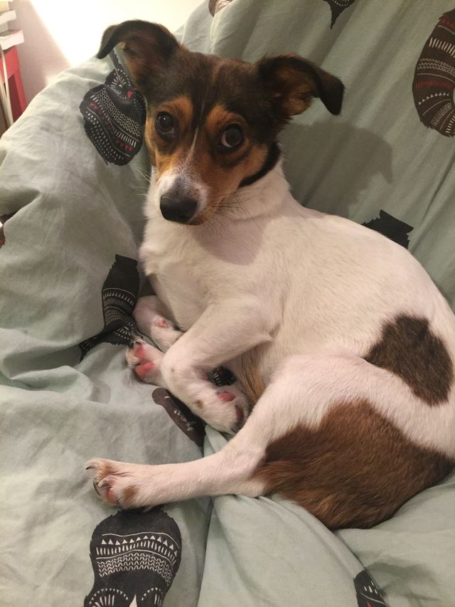 Cute dog being cute