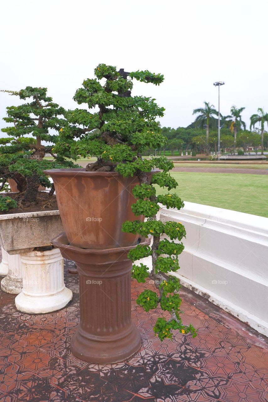 bonsai with branches and stems in a plant pot sky backdrop