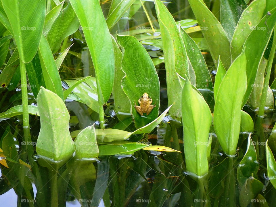 Frog on leaf, Mason Neck State Park
