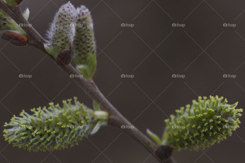 Bud growing on plant