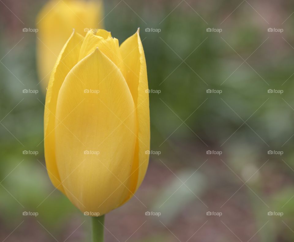 Yellow tulip