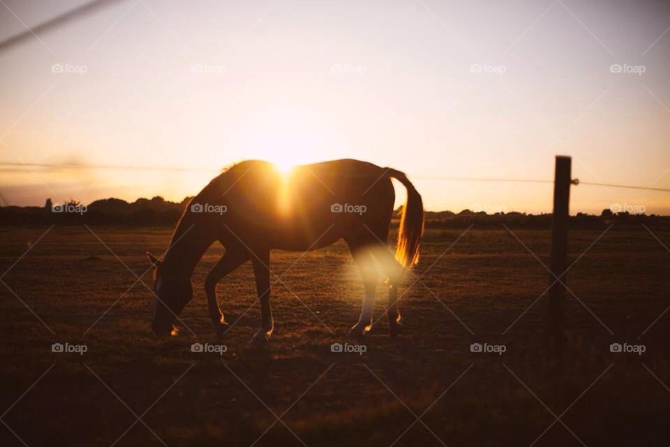 Horse at sun set