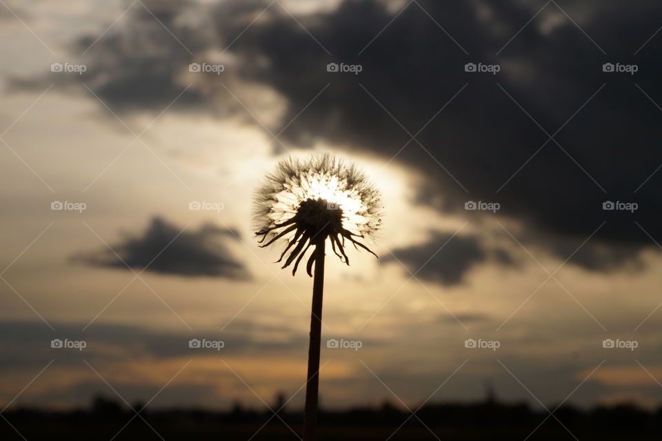 Pusteblume