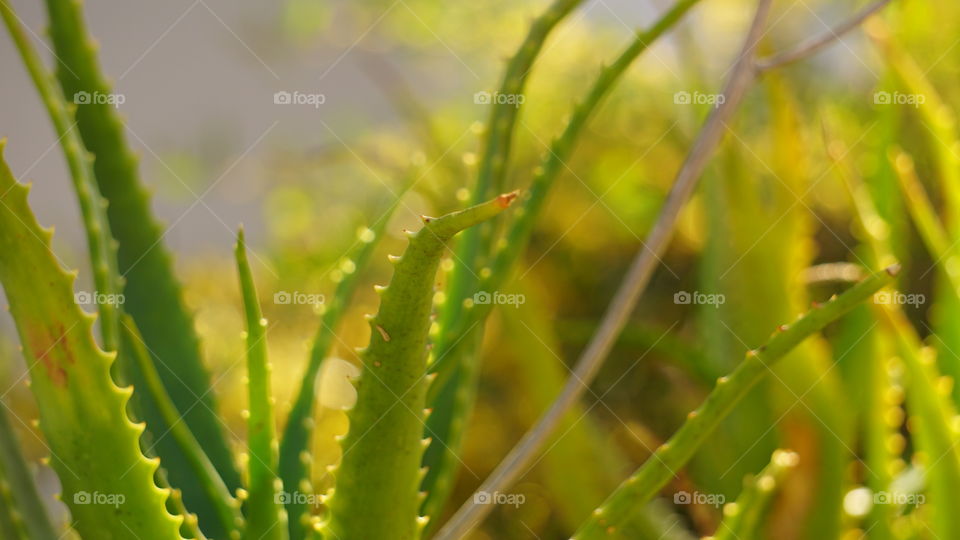 Cactus, Flora, Leaf, Nature, Dof