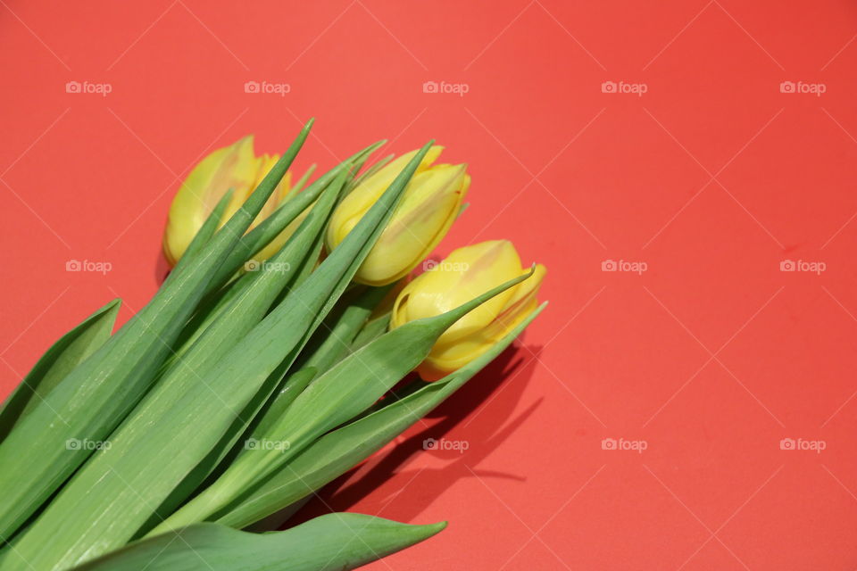 Tulips on a red pallet 