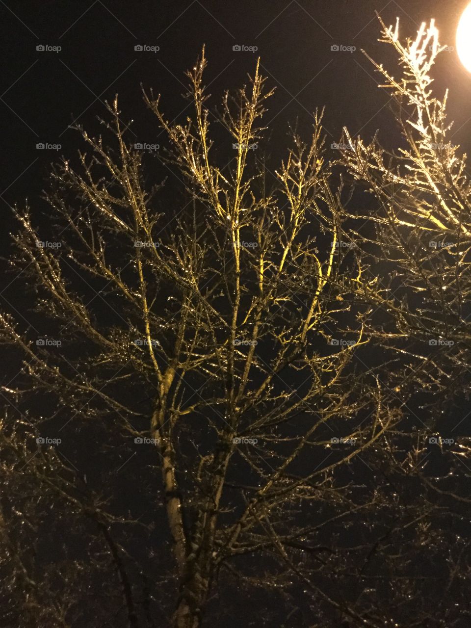 Tree in the Night with Light Shining Through 