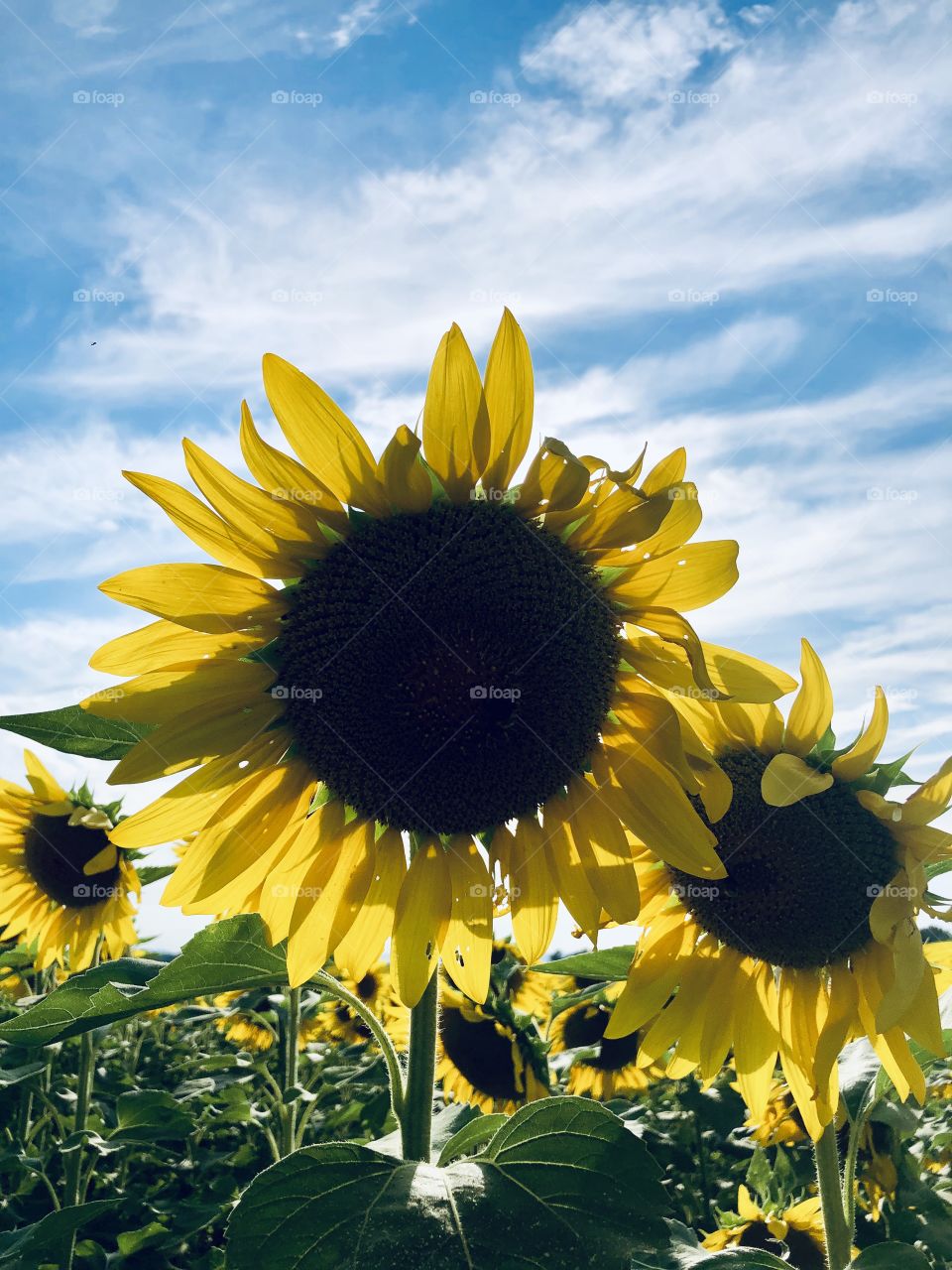 Summer sunflower farm fields Chambersburg Pennsylvania 